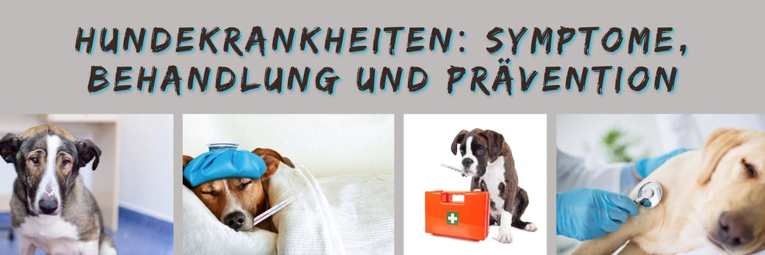 Hundekrankheiten: Symptome, Behandlung und Prävention