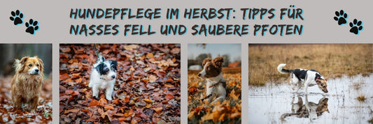 Hundepflege im Herbst: Tipps für nasses Fell und saubere Pfoten
