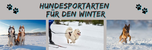 Hundesportarten für den Winter