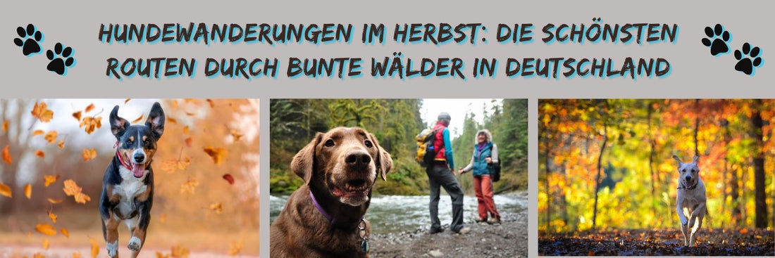 Hundewanderungen im Herbst: Die schönsten Routen durch bunte Wälder in Deutschland