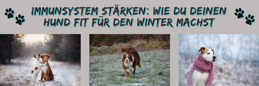 Immunsystem stärken: Wie du deinen Hund fit für den Winter machst
