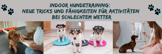 Indoor Hundetraining: Neue Tricks und Fähigkeiten für Aktivitäten bei schlechtem Wetter