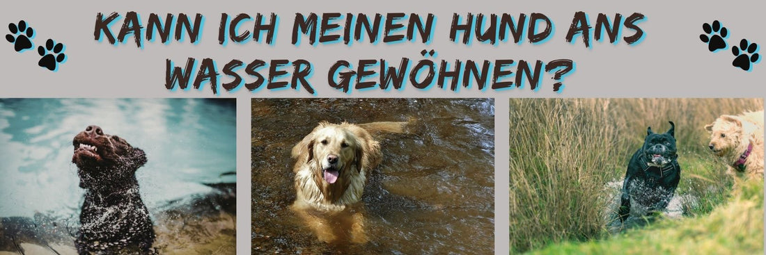 Kann ich meinen Hund ans Wasser gewöhnen?