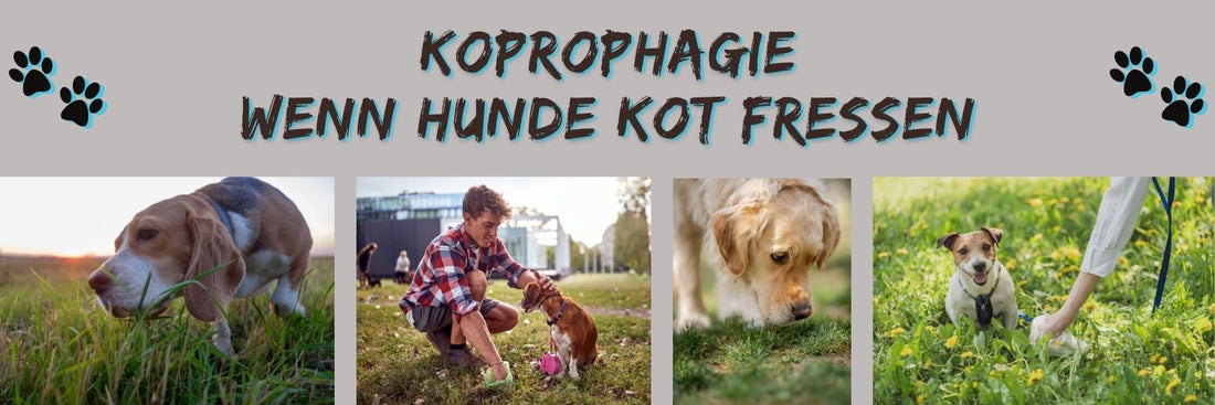 Koprophagie - wenn Hunde Kot Fressen