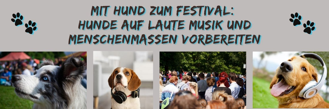 Mit Hund zum Festival: Hunde auf laute Musik und Menschenmassen vorbereiten