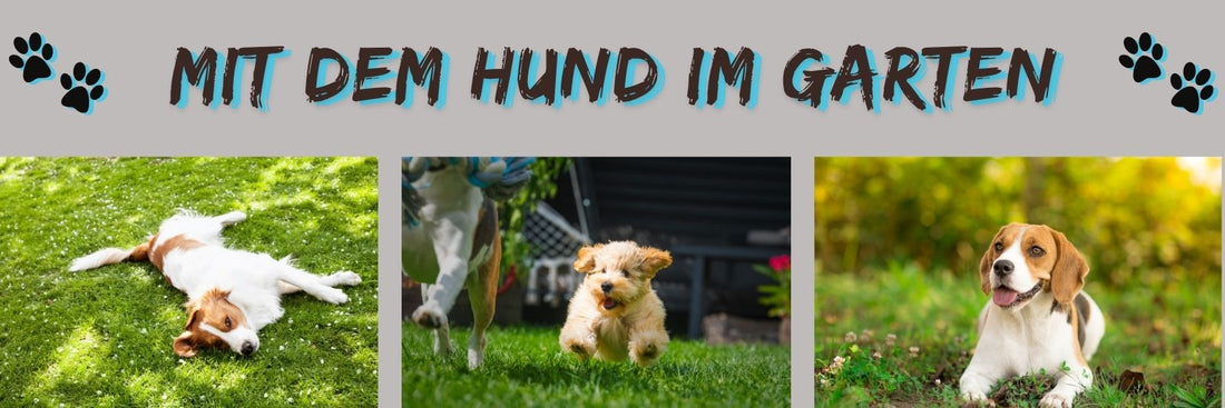 Mit dem Hund im Garten