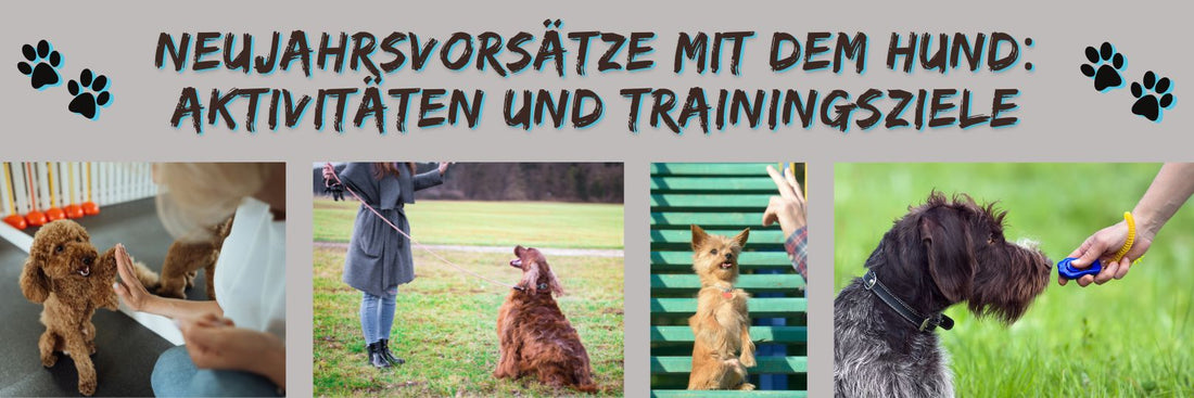 Neujahrsvorsätze mit dem Hund: Aktivitäten und Trainingsziele