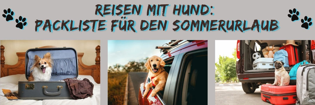 Reisen mit Hund:  Packliste für den Sommerurlaub