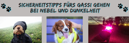 Sicherheitstipps fürs Gassi gehen bei Nebel und Dunkelheit