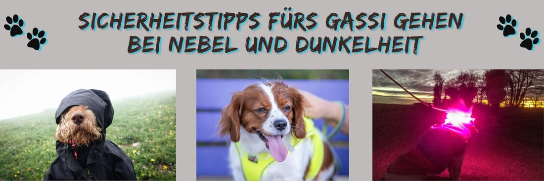 Sicherheitstipps fürs Gassi gehen bei Nebel und Dunkelheit