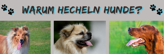 Warum hecheln Hunde?