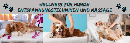 Wellness für Hunde: Entspannungstechniken und Massage