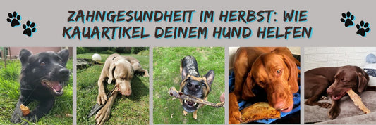 Zahngesundheit im Herbst: Wie Kauartikel Deinem Hund helfen
