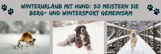 Winterurlaub mit Hund: So meistern Sie Berg- und Wintersport gemeinsam