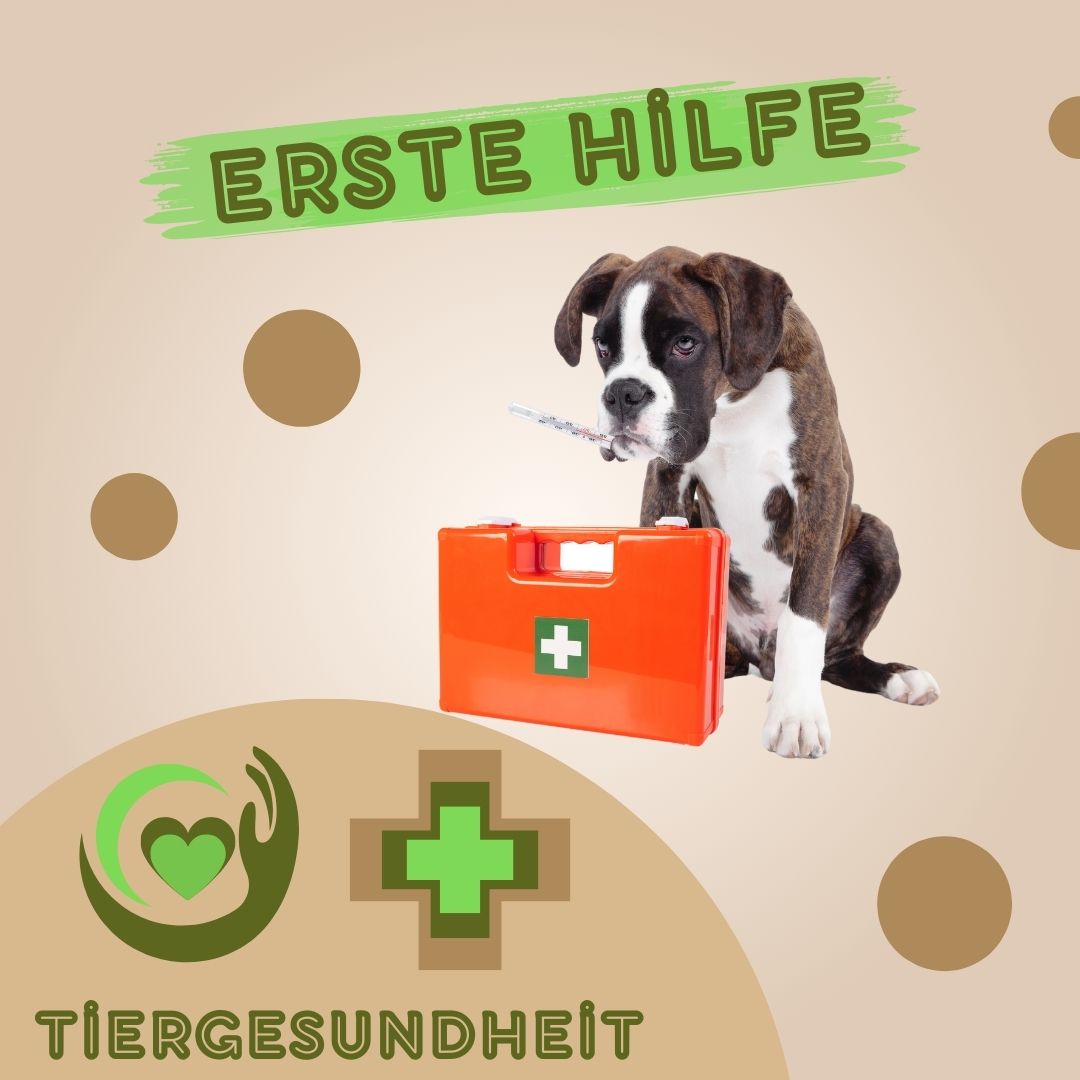 Erste Hilfe