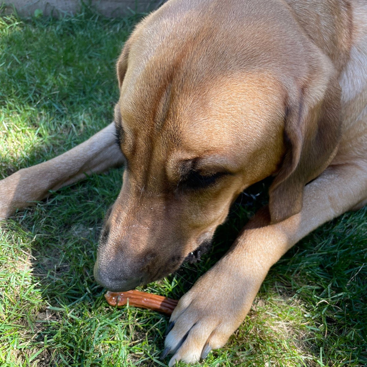 Bockwurst Truthahn