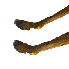 Hirsch Unterbein mit Fell