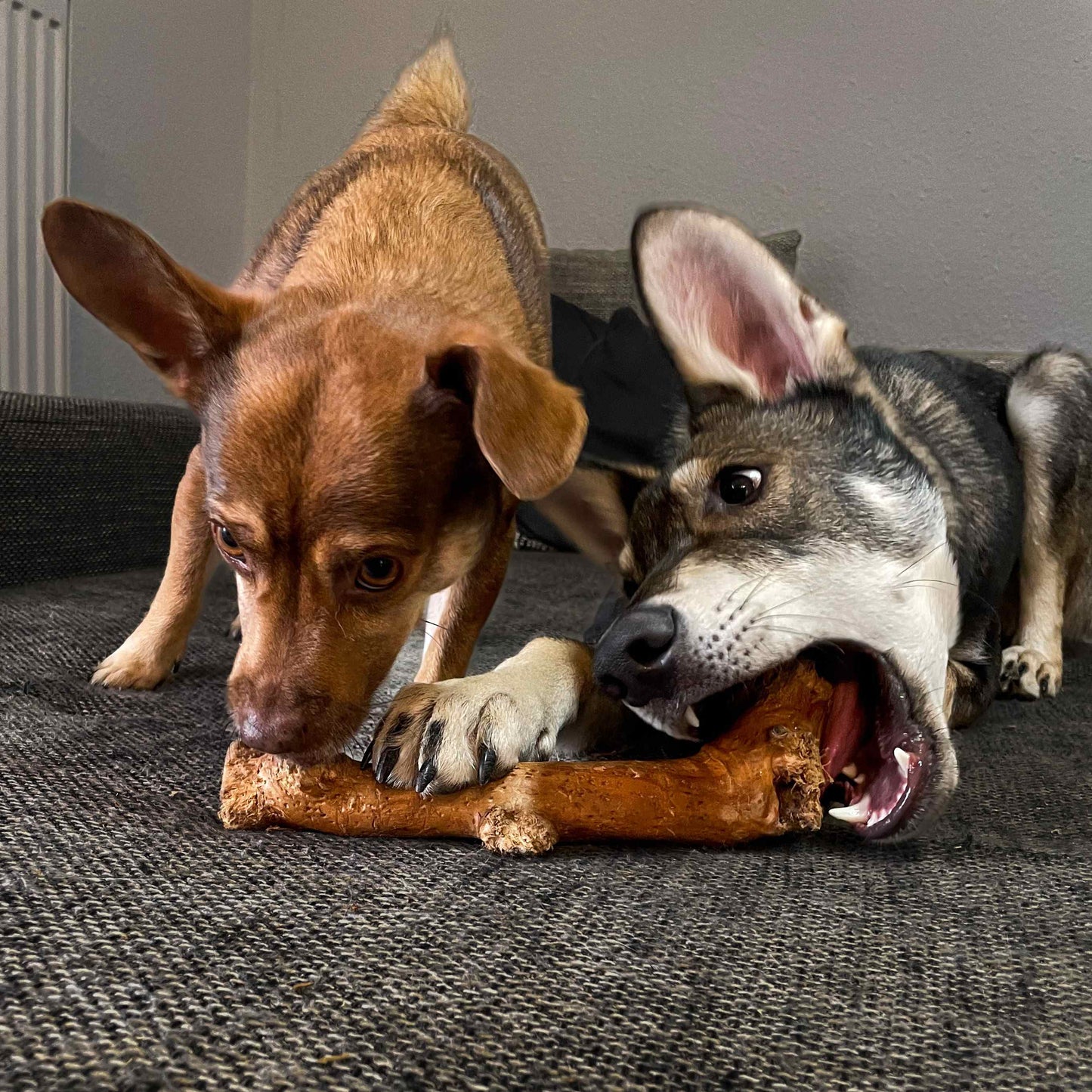 Hunde-Kaustab aus Kaffeeholz