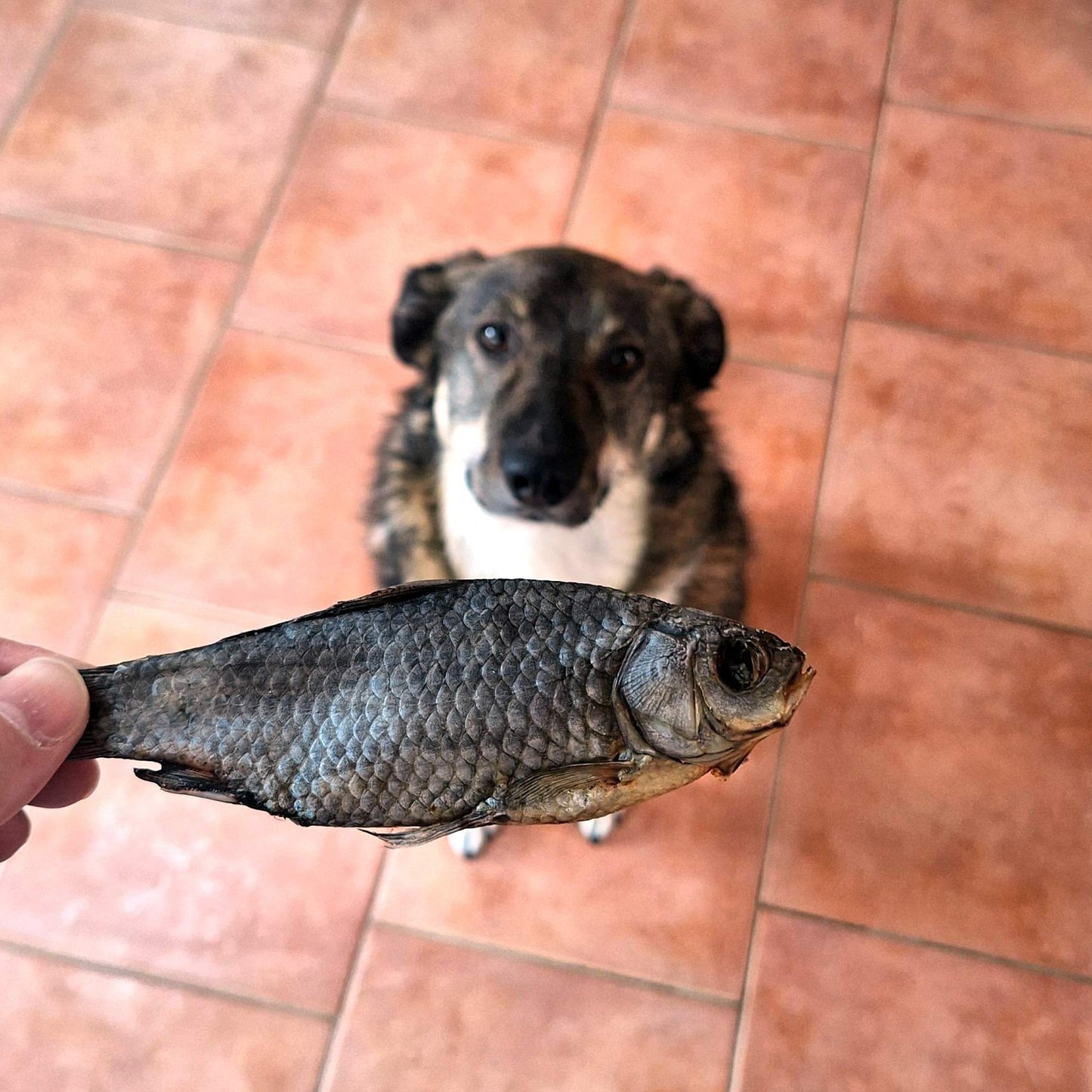 Karausche