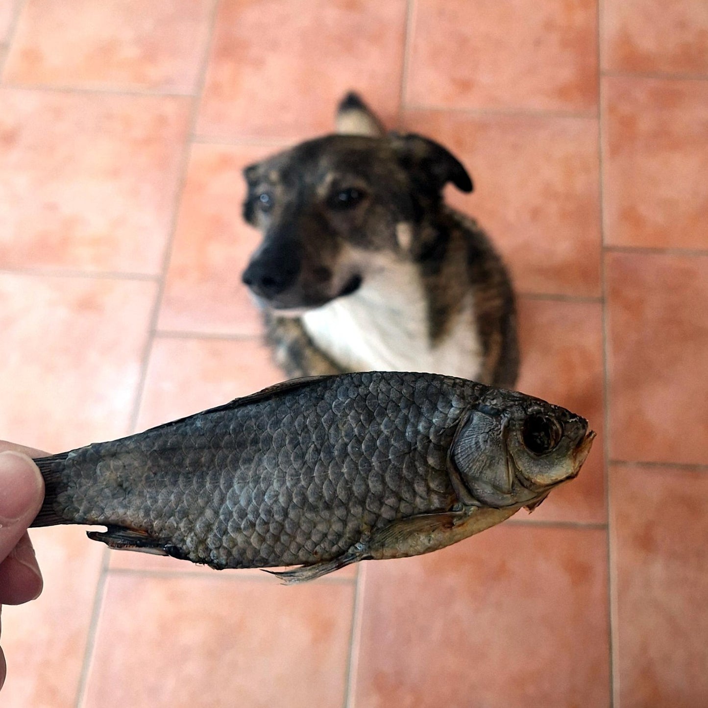 Karausche