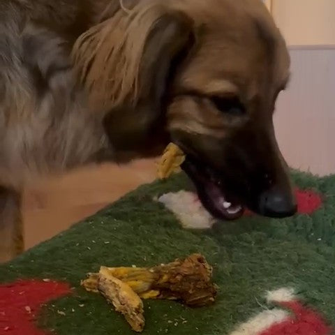 Lamm-Schwänze mit Knochen