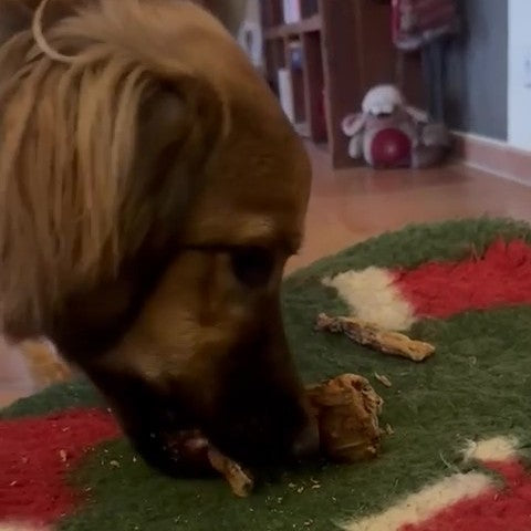 Lamm-Schwänze mit Knochen