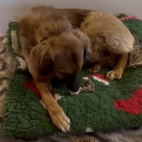 Lamm-Schwänze mit Knochen