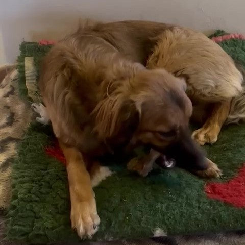 Lamm-Schwänze mit Knochen