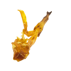 Pferde-Achillessehne