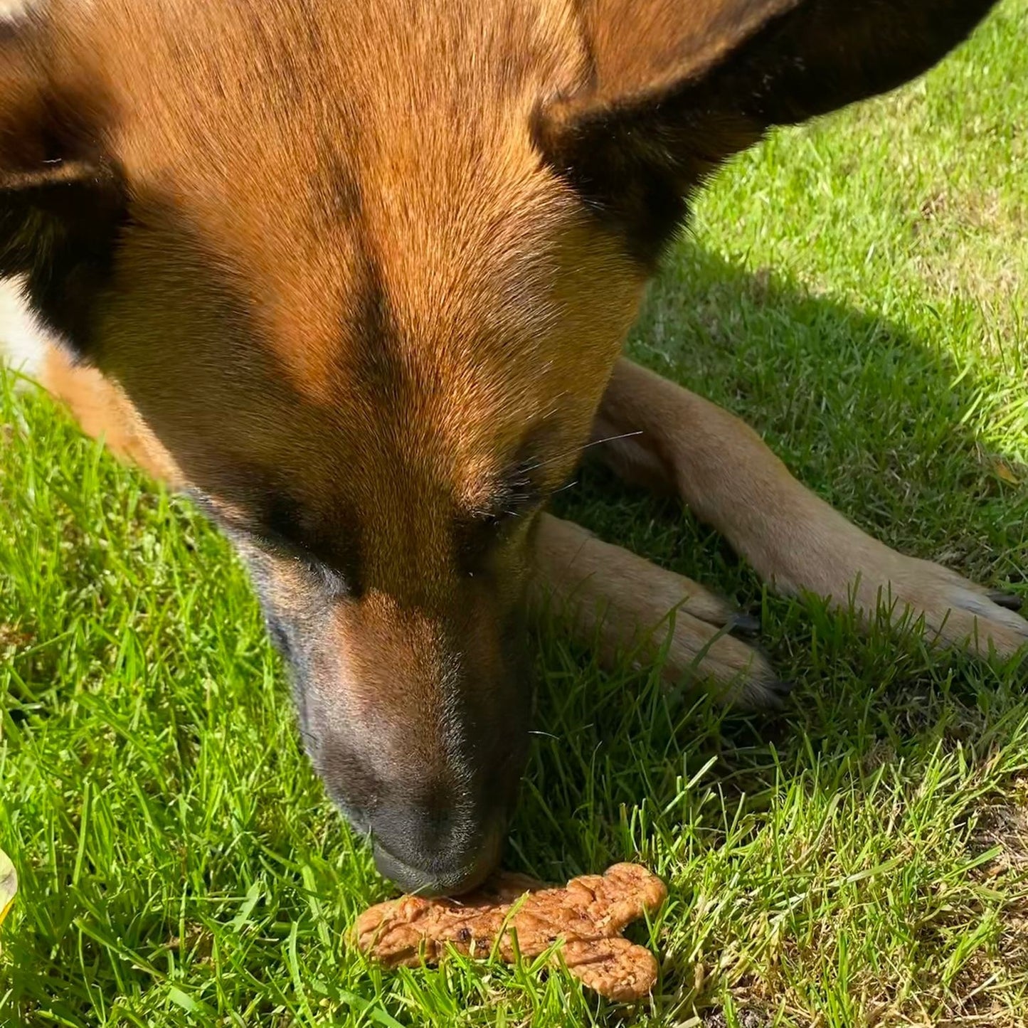 Schweine-Kauknochen