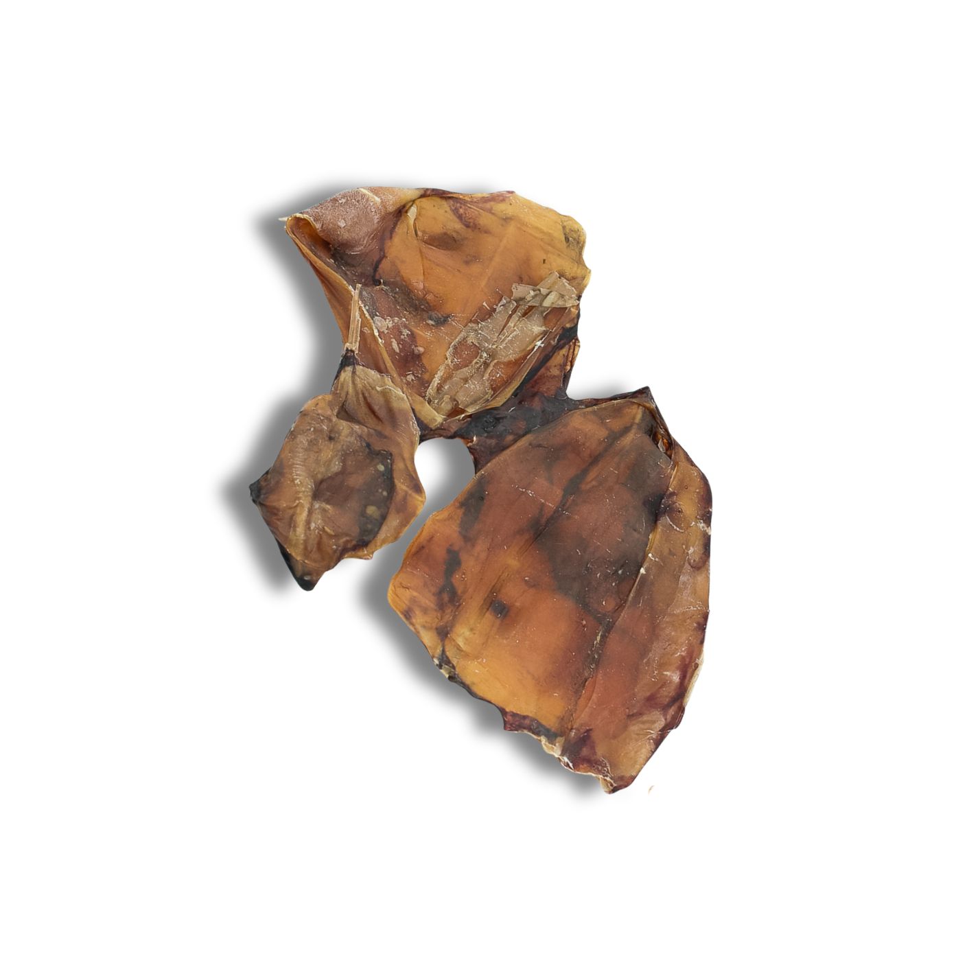 Tintenfisch
